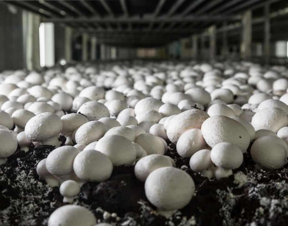 Button Mushroom Growing House
