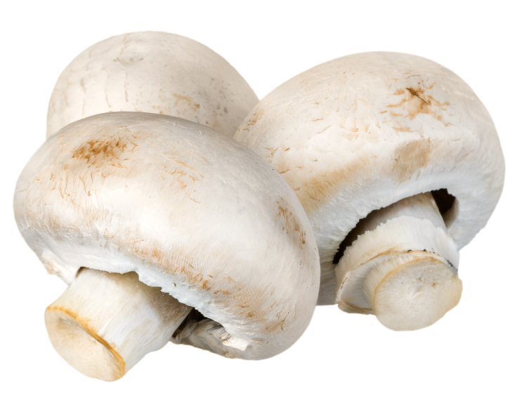 Funguy button mushroom