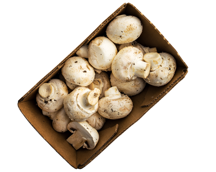 funguy button in a box